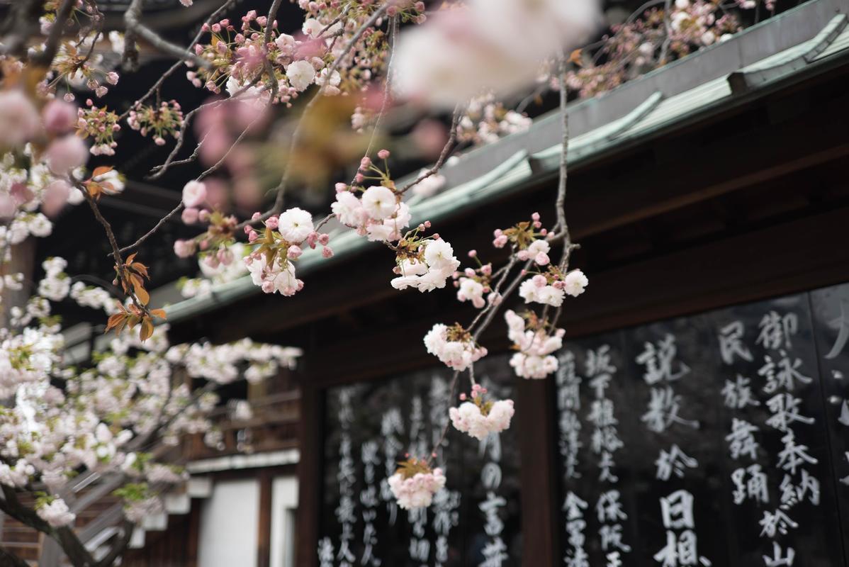 Arbre à fleurs japonais - Coutumes et traditions d’un mariage au Japon - Vos prestataires pour un mariage réussi !