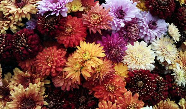 Le chrysanthème : composez des bouquets de mariée de saison