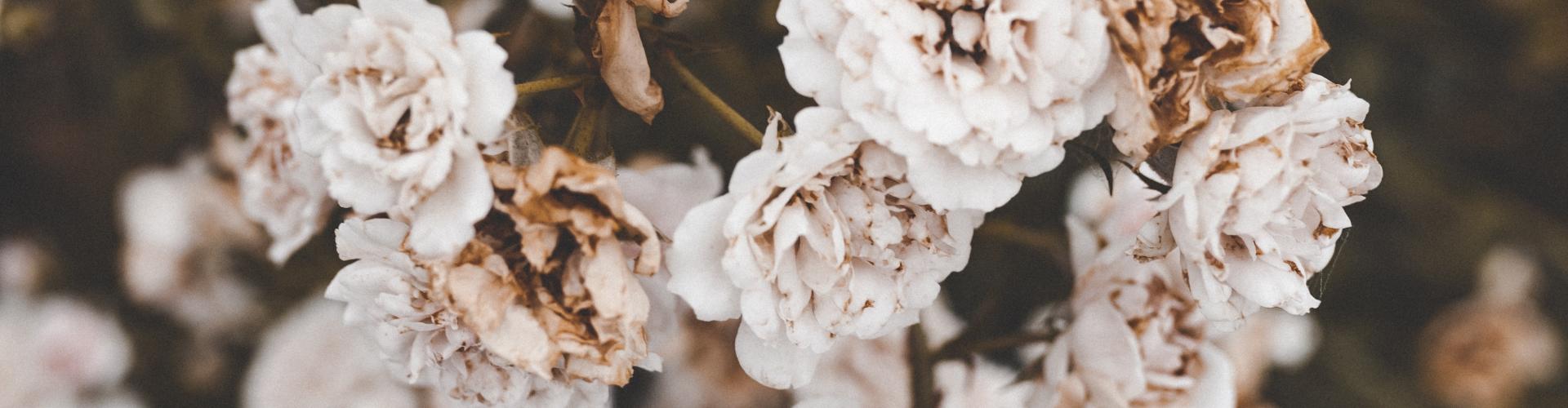 Les fleurs séchées : la nouvelle tendance pour les mariages ! 