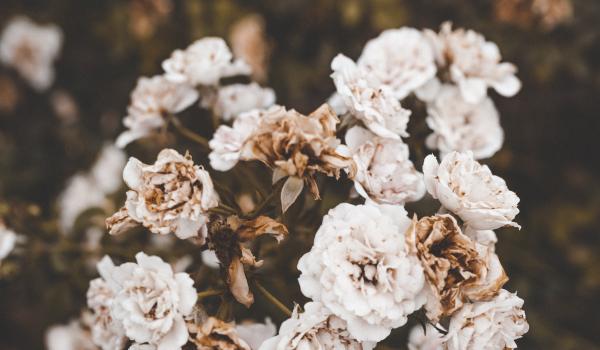 Les fleurs séchées : la nouvelle tendance pour les mariages ! 