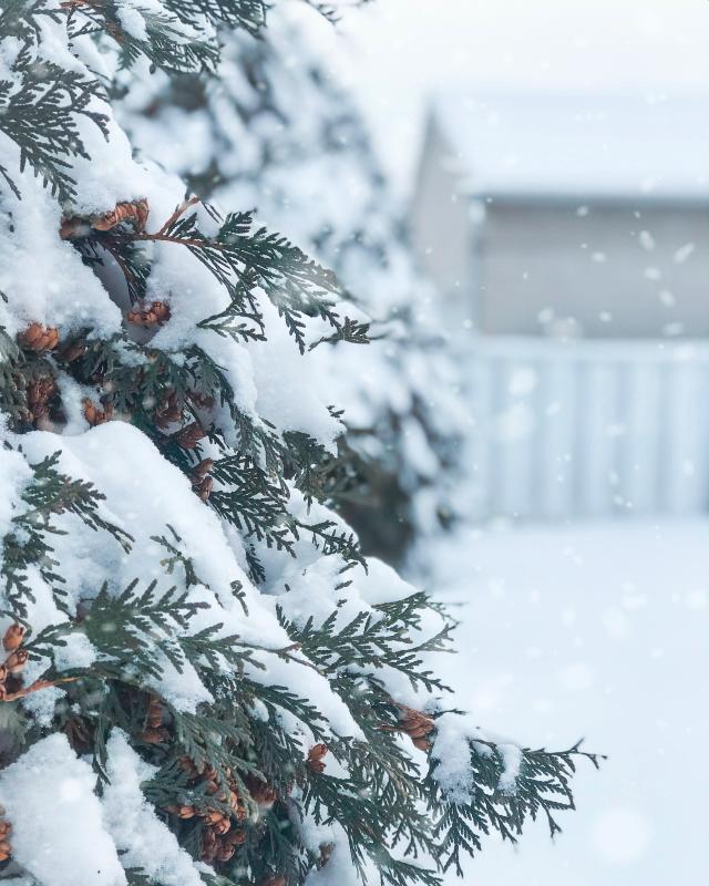 Mariage en Normandie - image d'un sapin enneigé