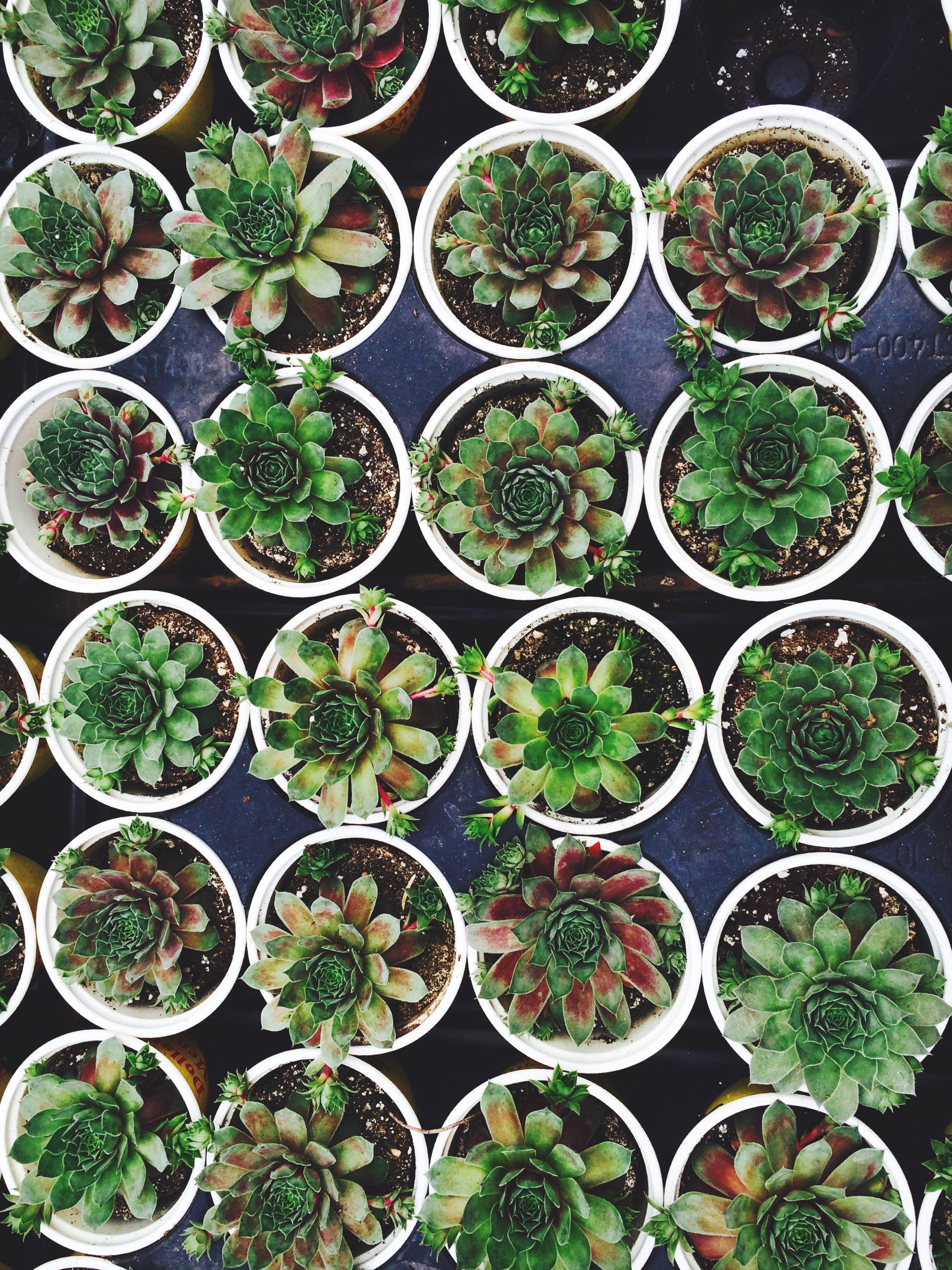 photo de plante grasse personnalisée comme Idée de cadeaux éthique pour les invités de votre mariage en Normandie, Calvados, Manche, Orne, Eure