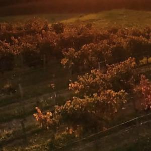Les vignobles Bayle-Carreau - Vins pour votre mariage avec 150 ans d’histoire avec la Normandie - Mariage en Normandie Les vignobles Bayle-Carreau - Vins pour votre mariage avec 150 ans d’histoire avec la Normandie - Mariage en Normandie