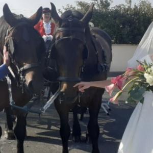 COBService - Découvrez Annie, femme cochère professionnelle et ses deux cobs normands pour une arrivée en calèche lors de votre mariage en Normandie ! - Mariage en Normandie COBService - Découvrez Annie, femme cochère professionnelle et ses deux cobs normands pour une arrivée en calèche lors de votre mariage en Normandie ! - Mariage en Normandie
