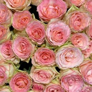 Des roses de l'atelier florale à Troarn en Normandie - Mariage en Normandie