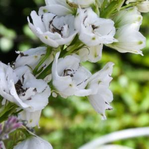 Découvrez les compositions florales de Maison Magnolia, fleuriste évènementielle pour votre mariage en Normandie  - Mariage en Normandie